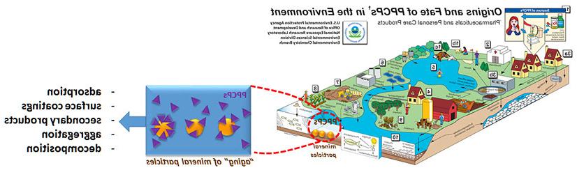 Implications of “Mineral Aging” in the Presence of PPCP